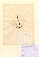 藏品(Grateloupia sp.)的圖片